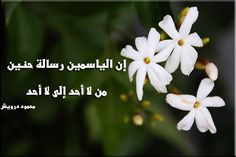 شعر عن الورد - كلام لذيذ عن الازهار 2880 3