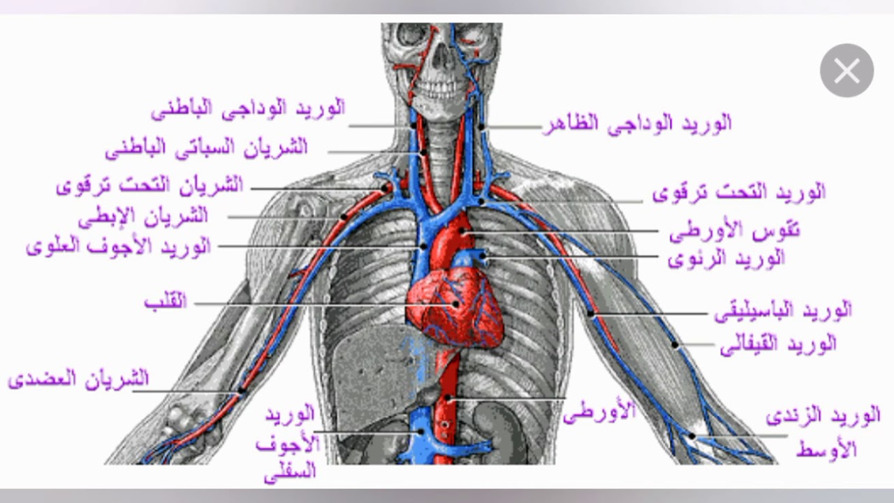 اعراض هبوط الدورة الدموية - معلومات للوقاية من هبوط الدورة الدموية 9389 1