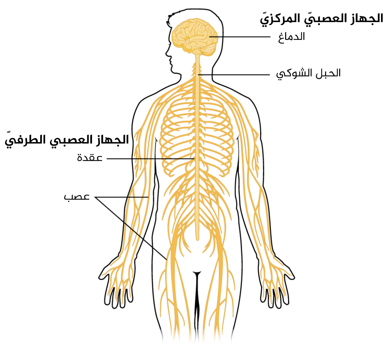 الجهاز العصبي السمبثاوي - اسم جهازك يضحك 8577 4