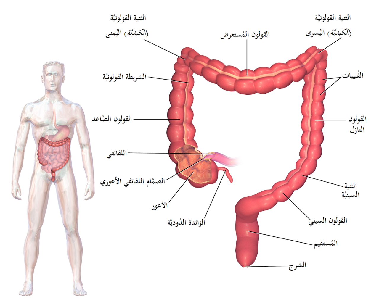 اعراض القولون العصبي والهضمي - معلومات هامة لمرضى القولون 9388