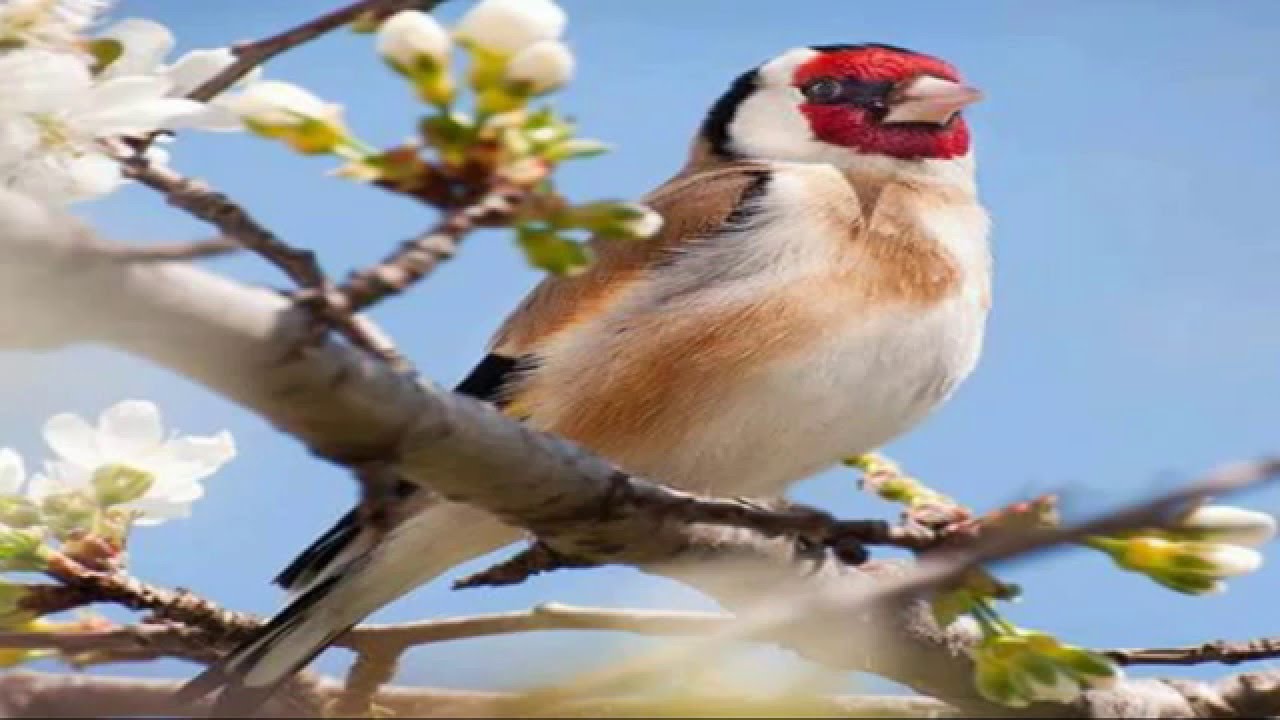 صور عصافير - عصافير ملونة نادرة 1575