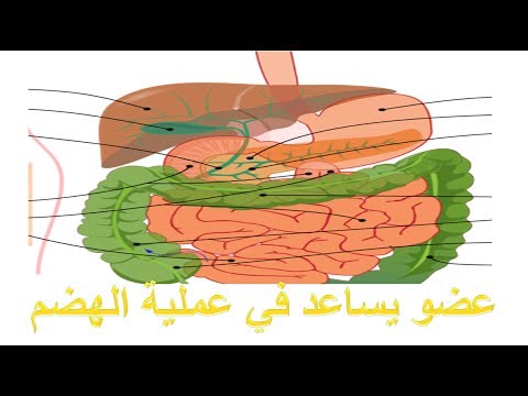 يساعد في عمليه الهضم - ما هو العضو الذي يساعدك على هضم الطعام 9239 1