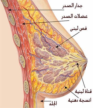 اعراض السرطان الثدي بالصور - اخطر انواع الامراض 9731 7