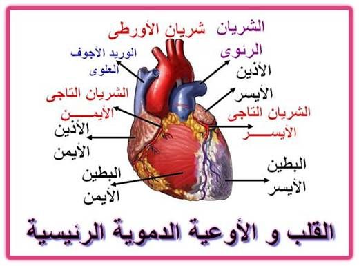 استخدمي الدواء هذا يعالج القلب , علاج مرض القلب