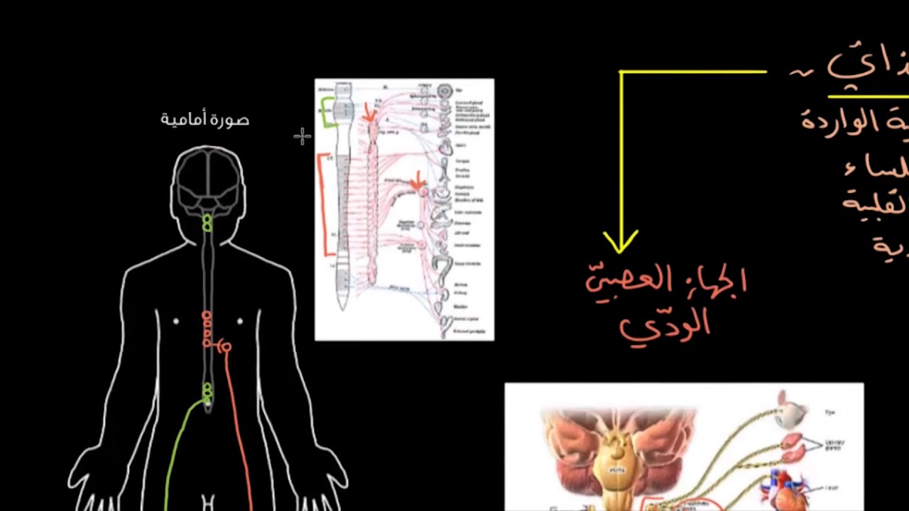 الجهاز العصبي السمبثاوي - اسم جهازك يضحك 8577 6