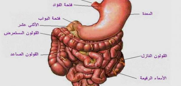 صور الجهاز الهضمي - صور عن اهم اجهزه الانسان 8951 13