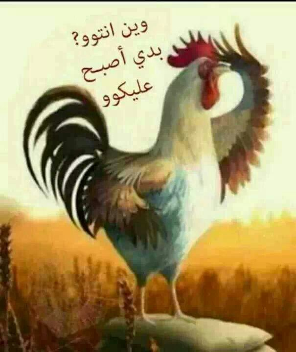 صباح الخير مضحكة - اضحك من قلبك 1147 4