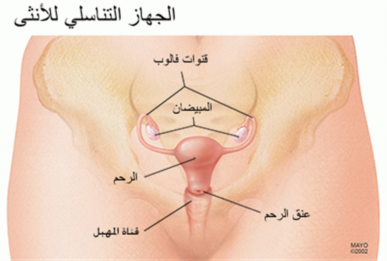 اسباب استئصال الرحم - هذا السبب يؤدى الى استئصال الرحم 9458 1