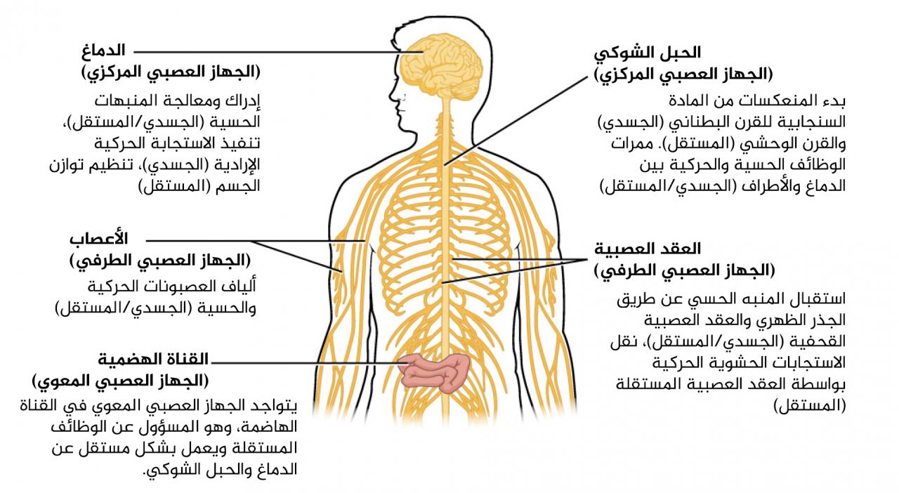 الجهاز العصبي السمبثاوي - اسم جهازك يضحك 8577 1