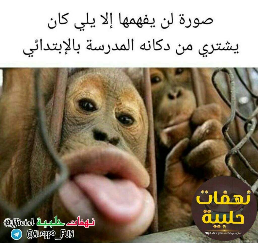 صور نهفات مضحكة- نكت هتخليك تموت من الضحك ههههه 8362