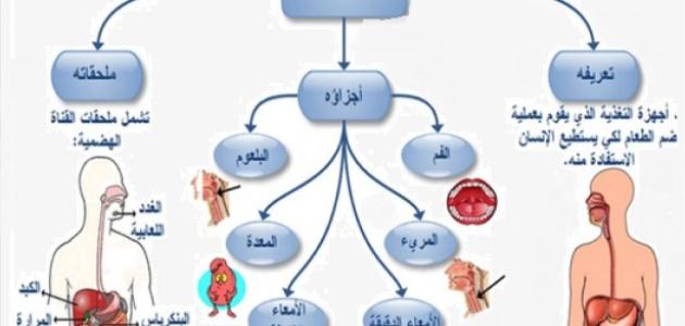 يساعد في عمليه الهضم - ما هو العضو الذي يساعدك على هضم الطعام 9239 2