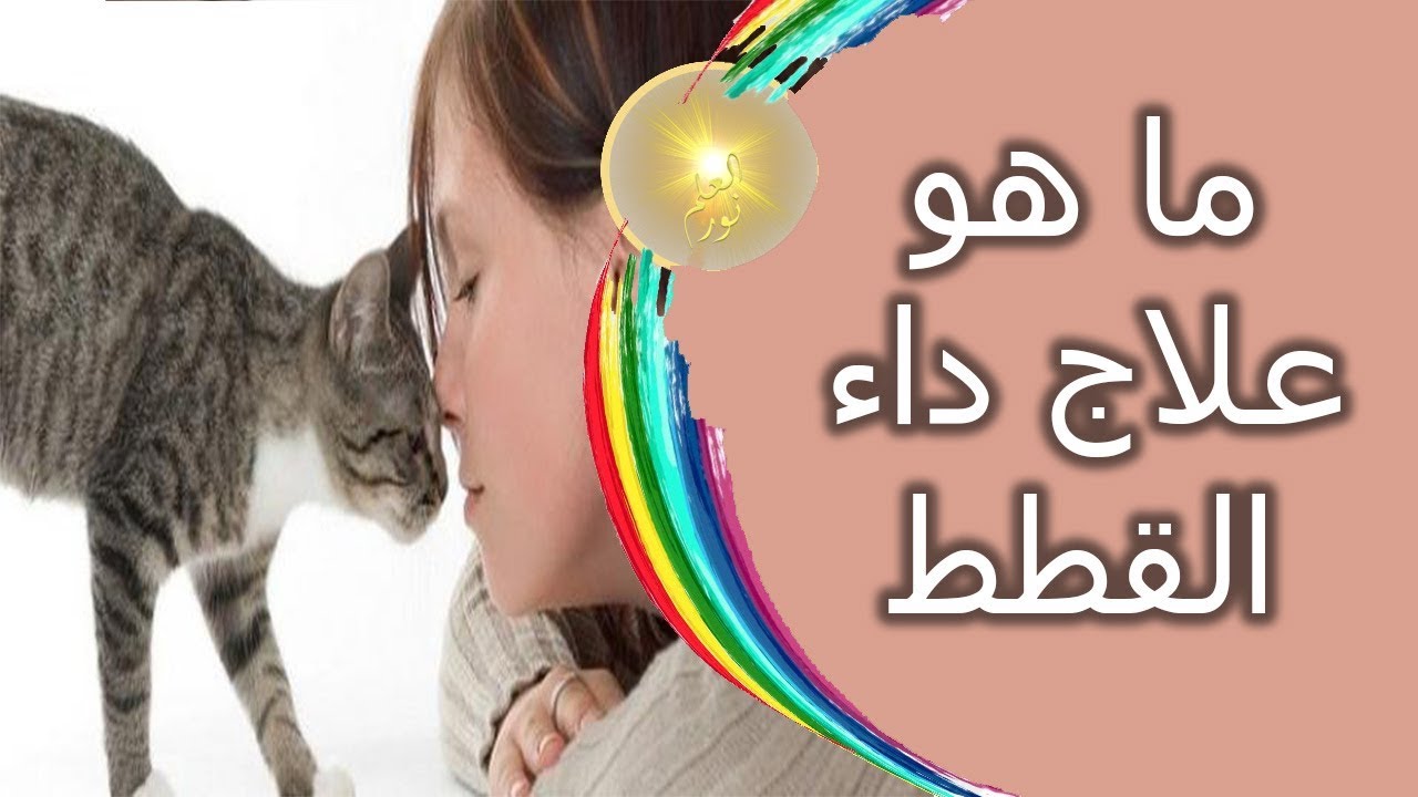 علاج داء القطط , اعراض واسباب داء القطط وعلاجه