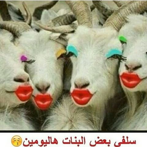 صور مضحكة جديدة - بوستات ومنشورات ضحك مصورة 3034 10