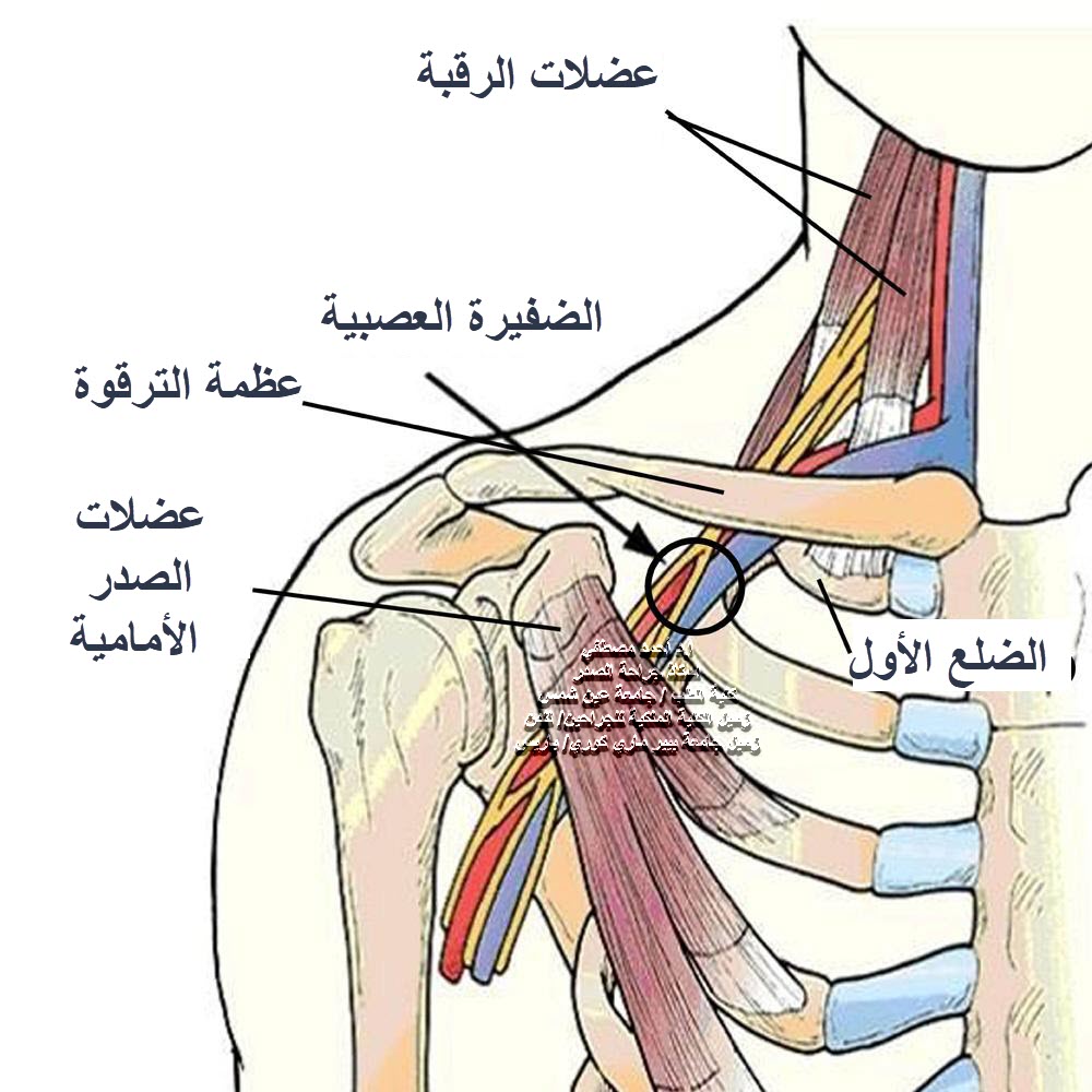 تنميل الجانب الايمن من الراس، اسباب تنميل الراس وطرق الفحص 8445