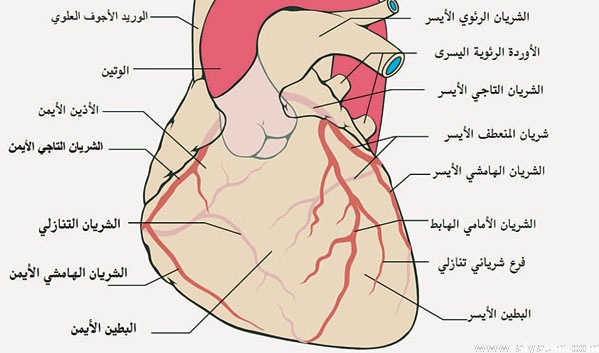 اعراض مرض القلب , تعرف على اعراض مرض القلب الخطير