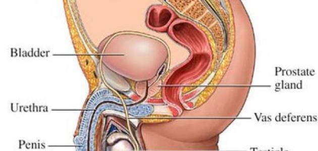اعراض احتقان البروستاتا الشديد - ما هي الاعراض التي تدلل على احتقان البروستاتا الشديد 9241 2