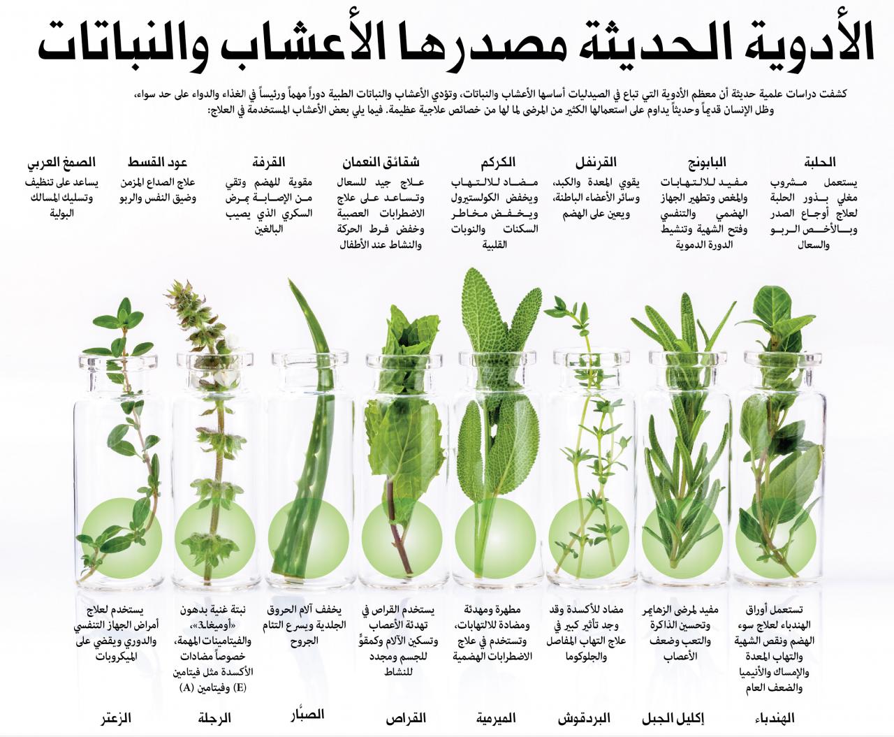 موسوعة الاعشاب الطبية وفوائدها بالصور- جميع فوائد الاعشاب 8494 6