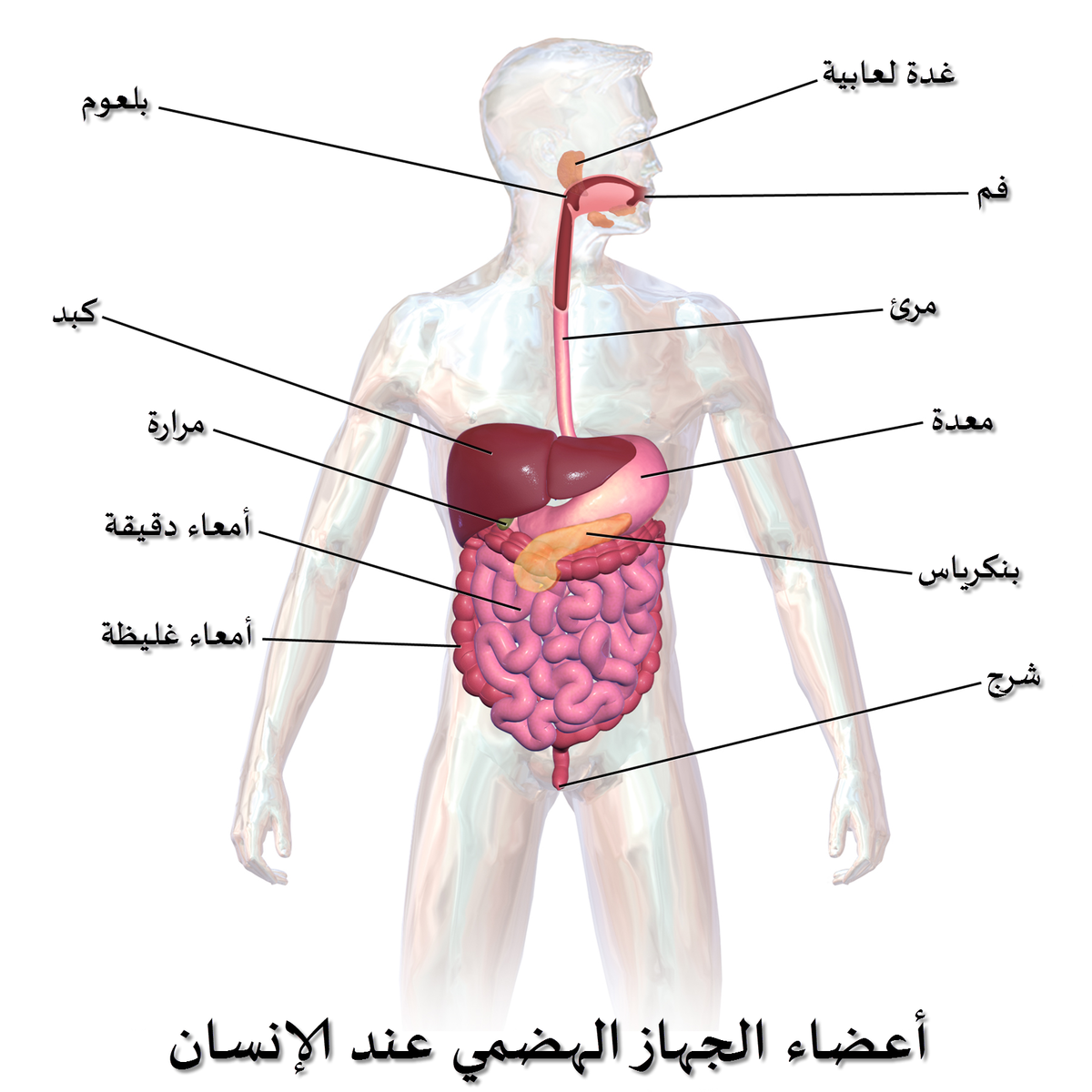 صور جسم الانسان , نعمة الله علينا